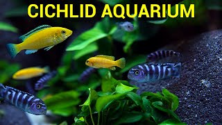 Cichlid Aquarium Epic Malawi Cichlid Tank [upl. by Zela702]