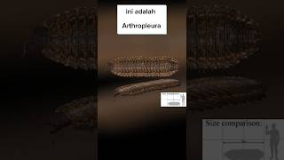 Arthropleura Lipan raksasa sepanjang 2 meter education faktaunik punah kelabang kakiseribu [upl. by Drofub]