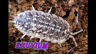 Porcellio haasi Light isopods [upl. by Jasper]