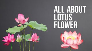 Lotus flower How to grow lotus plants at home from seeds how to care flower meanings and colors [upl. by Hadias]