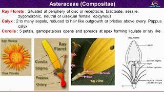 Asteraceae Family Characters Morphological and Floral Characters of Asteraceae Family Compositae [upl. by Odlaumor927]