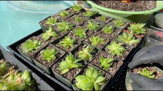 Haworthia Propagation Tips  Episode 158 [upl. by Aticilef]