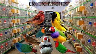 Extremely HighQuality Exotic Finches Breeding Setup [upl. by Brinn271]