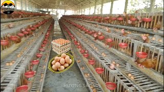 Raising Marans Chickens Best Tips for Egg Laying Chicken Care in 2024 [upl. by Ayanal496]