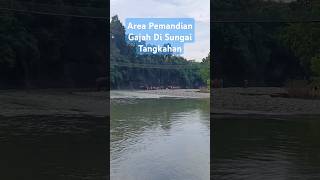 Area Pemandian Gajah Di Sungai Tangkahan [upl. by Uchida31]