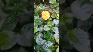 Crossandra Plant shortvideo [upl. by Calabresi]