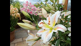 Our top 10 lily varieties including giant tree lilies and how to plant them in borders or pots [upl. by Nylitak]