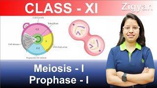 Meiosis  I  Prophase  I  Cell cycle and cell division  Lecture  7  NEET [upl. by Derte]