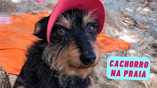 POSSO LEVAR MEU CACHORRO À PRAIA Dicas essenciais para levar seu pet à praia 🐾 [upl. by Louie852]