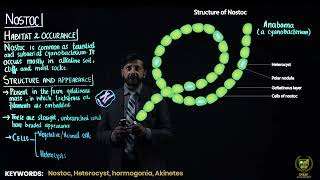 Nostoc  11TH BIOLOGY  CHP 6  LECTURE 20 [upl. by Green595]