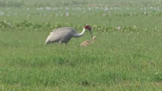 Sarus with chick [upl. by Torre]