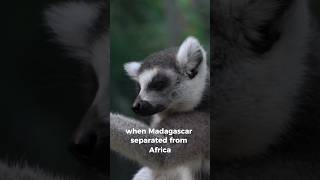 lemur origin lemurs wildanimals animals [upl. by Peria2]