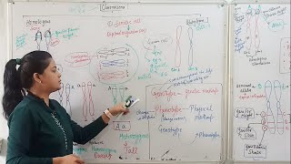 CHROMOSOME Homologous And Heterologous [upl. by Relyt]