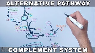 Alternative Pathway of Complement System [upl. by Reeta]