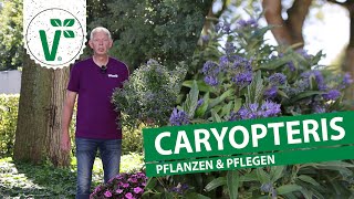 Caryopteris pflanzen amp pflegen  Bartblumen im Garten [upl. by Hcaz]