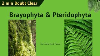 Difference between Bryophytes vs Pteridophytes  Hindi  tsplearning [upl. by Farwell]