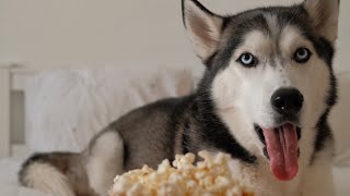 My dog reviewed the NEW MOVIE “DOG” [upl. by Navlys808]