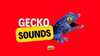 Gecko Sound  Gecko Effect  Tokay Gecko Big Size [upl. by Alisen]