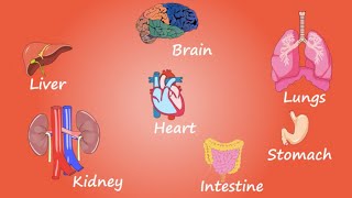 Organs in the human body  Easy to understand animation video [upl. by Monte]