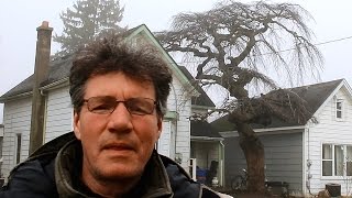 Clip and Grow Bonsai Trees Jan 2017 [upl. by Bacchus]