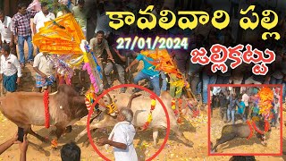 Kavali Vari Palli Jallikattu 🐂  2024 కావలివారి పల్లి జల్లికట్టు  Traditional Chittoor Jallikattu🤯 [upl. by Tamarah152]