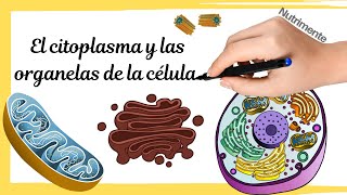 LA CÉLULA EUCARIOTA  Citoplasma y organelas [upl. by Aitsirk705]