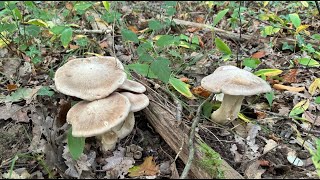 Entoloma sinuatum October 3 2024 [upl. by Eirrek]