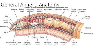 Phylum Annelida Part 1 [upl. by Brenk298]