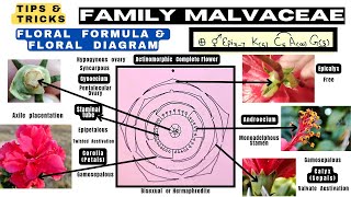 Family Malvaceae  Floral formula  Technical Botany  Floral diagram  Info Biodiversity [upl. by Christalle319]