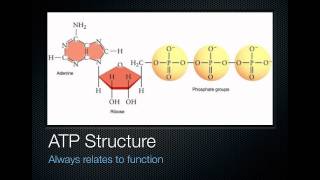 Energy Coupling [upl. by Inez]