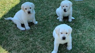 GREAT ESCAPE Adorable Lab Puppies Play Outside [upl. by Loydie380]