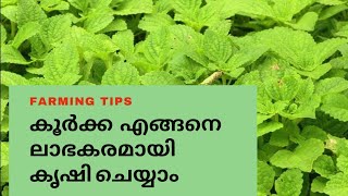 How to grow koorka in malayalam  കൂർക്ക എങ്ങനെ കൃഷിചെയ്യാംകൂർക്ക എങ്ങനെ ലാഭകരമായി ക്യഷി ചെയ്യാം [upl. by Niltac559]