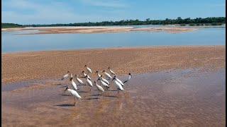 Araguaia Itacaiu no Rancho Piraíba Itacaiu  2 [upl. by Leahcym327]