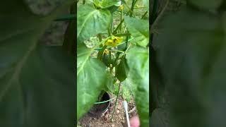 ￼Hand pollinating Tomatillo￼ plants ￼ [upl. by Milt662]