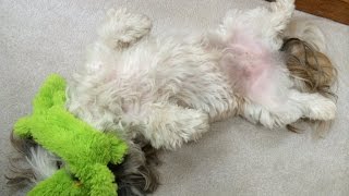 Shih Tzu dog Laceys after dinner routine with Dad 👏🏻💚😂 [upl. by Ysnap259]