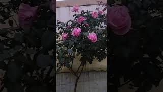 HACHECETV LAS ROSAS DE MI JARDÍN EN VIÑA DEL MAR CHILE 🇨🇱 01102024 [upl. by Magee]