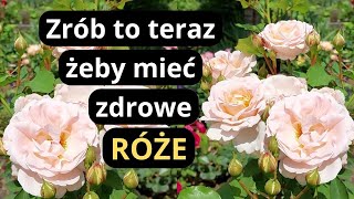 RÓŻE jak teraz dbać o róże w ogrodzie żeby pięknie kwitły i były zdrowe całe lato ważne zabiegi [upl. by Niehaus]