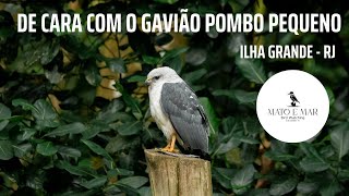 De cara com o Gavião pombo pequeno [upl. by Neitsirk450]