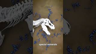 How Fossilization Occurs From Life to Stone brainbites facts shorts [upl. by Trilbee56]