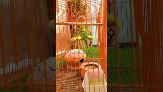 pets parrot birds lovebirds bird shorts shortvideo viralvideo short viralshorts trending [upl. by Smeaj854]