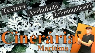 Cinerária Marítima [upl. by Niall210]