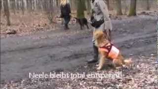 Neele Training Hundebegegnungenwmv [upl. by Jody441]