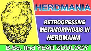 Retrogressive Metamorphosis in HERDMANIA in Hindi 2020  Urochordata  BSc 2ND YEAR ZOOLOGY [upl. by Inga]