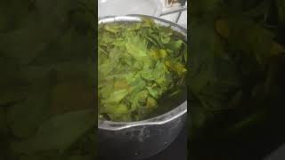 How to prepare biopesticides from Neem at homesimply boil and store the concentrateorganic [upl. by Einnoc823]