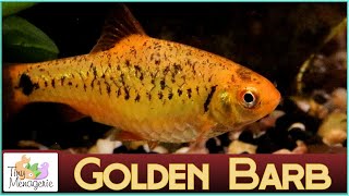 All About Golden Barbs  The Perfect Alternative to Goldfish [upl. by Llehsem]