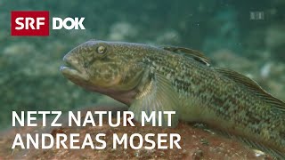 Stimme für die Fische  NETZ NATUR mit Andreas Moser  DOK  SRF [upl. by Ived]