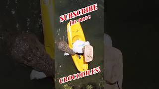 Saltwater crocodile attacks Kayak crocodile attack shorts [upl. by Bjork]