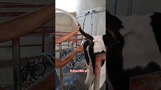 Iv injection in cow  blood sample collection in dairy farm cow dairyfarming cow [upl. by Neellok]