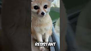 Do you want a Fennec Fox as a pet animals pets [upl. by Jannelle]