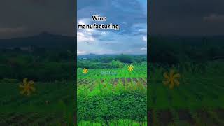 Sula wine manufacturing place maharashtra sula wine redwine whitewine maharashtra [upl. by Ayarahs]